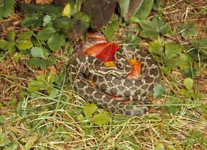 Massasauga rattlesnake.