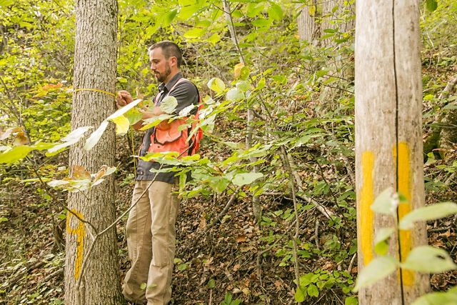 A man measures trees in an Ohio forest.
