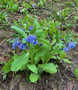 Virginia bluebells bloom in forest.