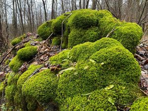 Large moss-covered boulder sits in forest.