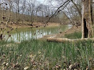 Horsetail plants grow along Ohio Brush Creek.