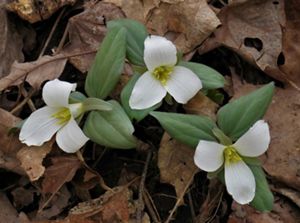 Three snow trillium flowers bloom on the forest floor.