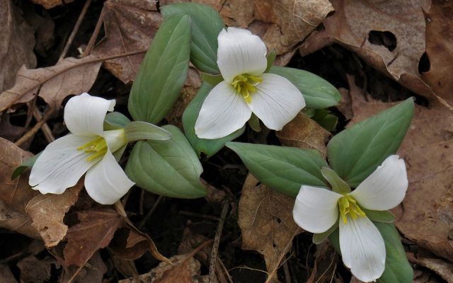 Snow trillium blooming out of the leaf litter.
