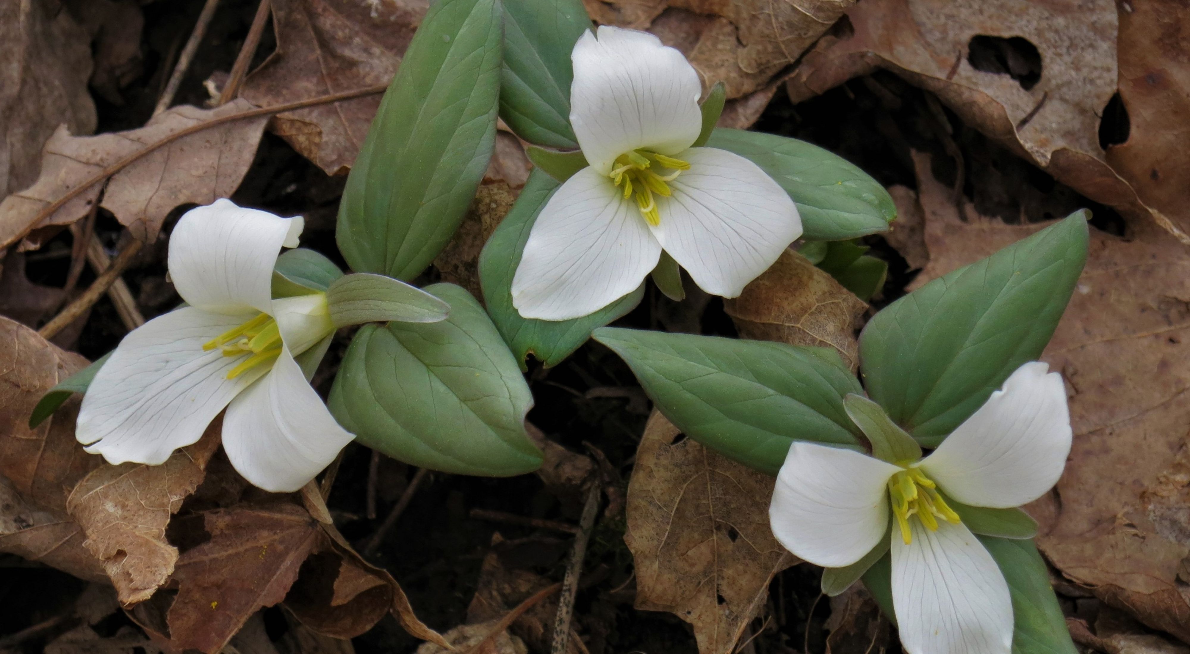 Snow trillium growing out of a leaf littered forest floor.