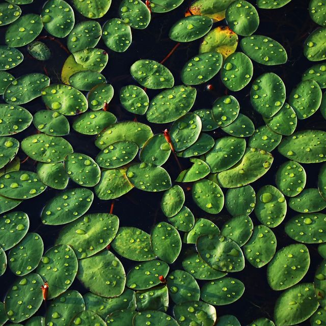 Close-up of aquatic leaves in water.