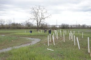 Tree tubes protect newly planted trees at Rialto Marsh.
