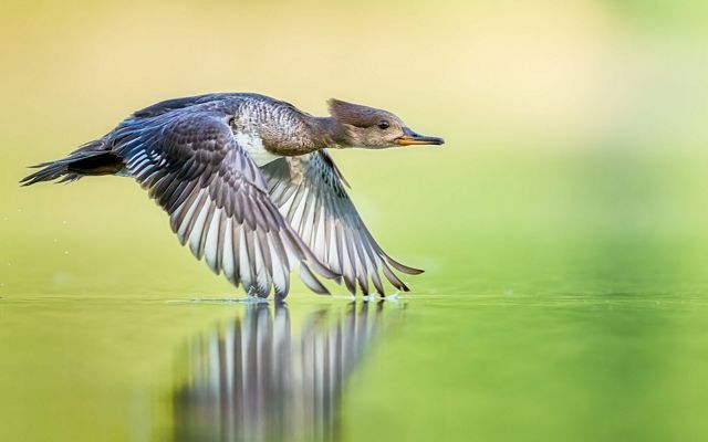 A duck takes off from lake, wings barely grazing the water's surface.