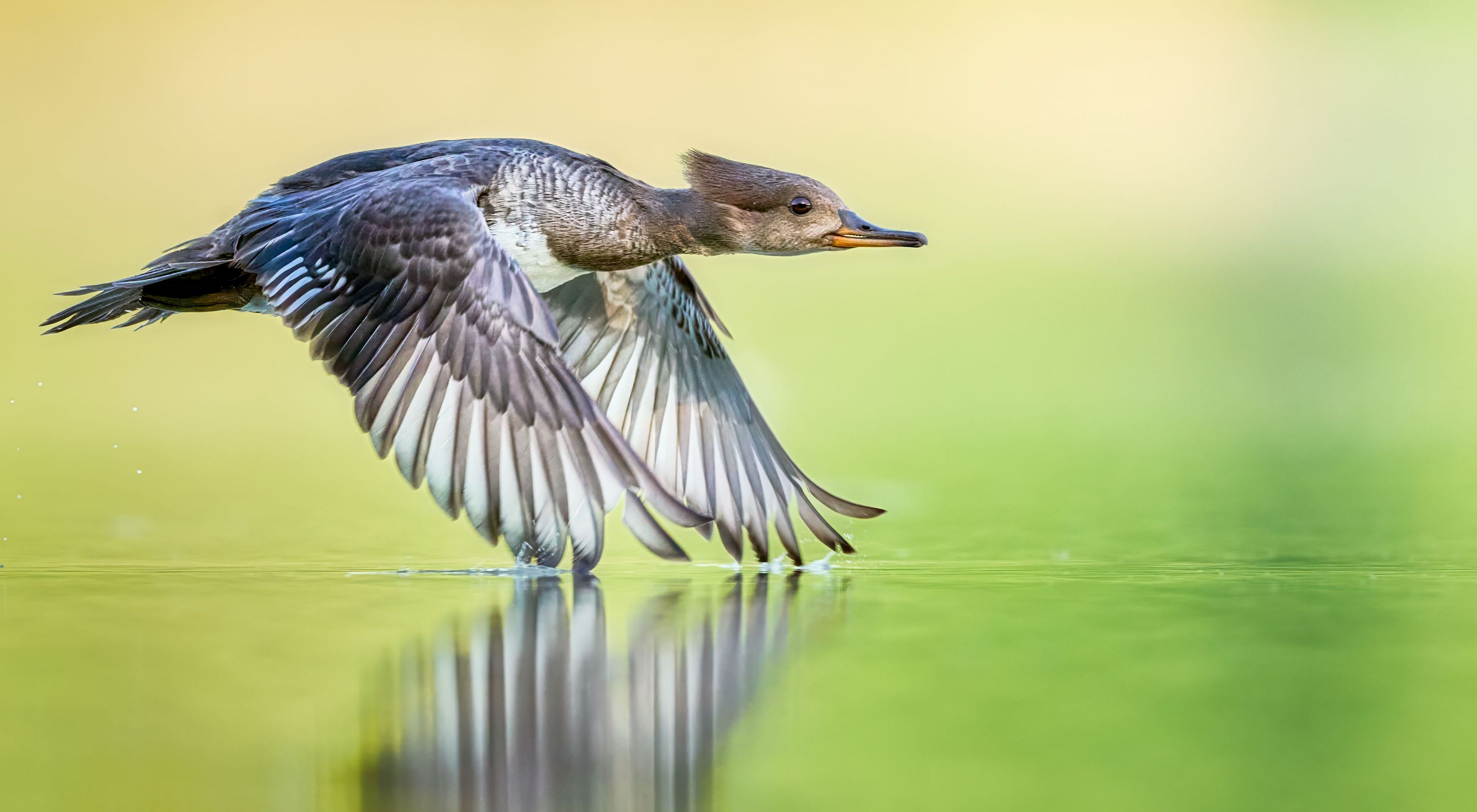 A female hooded merganser flies low over the water with her wingtips touching the surface of the water.