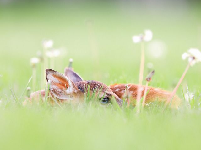 A whitetail deer fawn hunkers down in bed of grass.