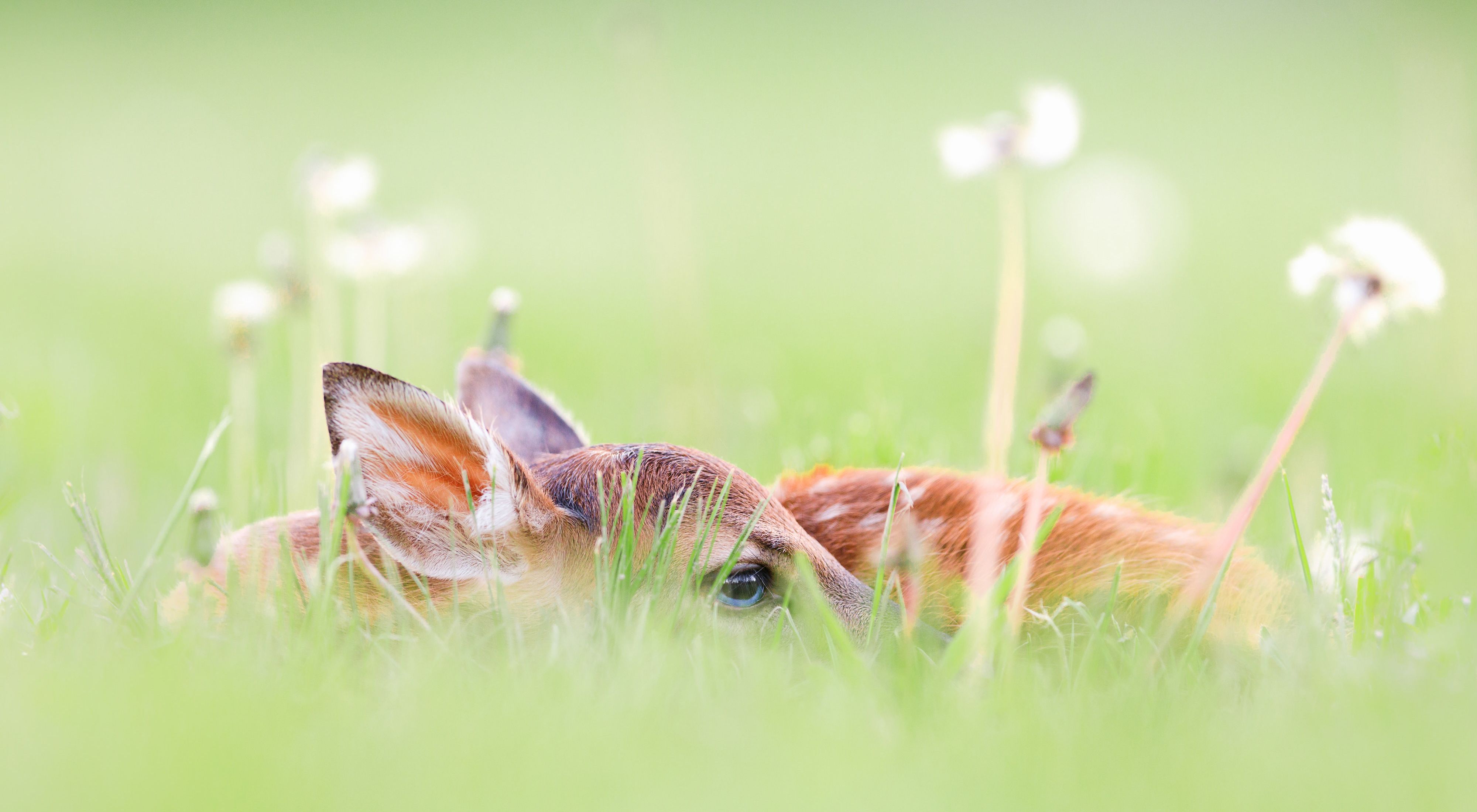 A white-tailed deer fawn lies curled in grass and is surrounded by dandelions.