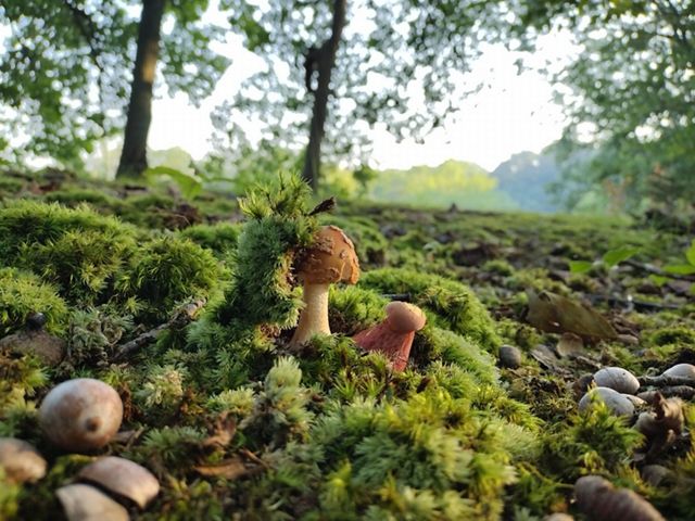 A group of mushrooms extends out of a mossy bed on the forest floor.
