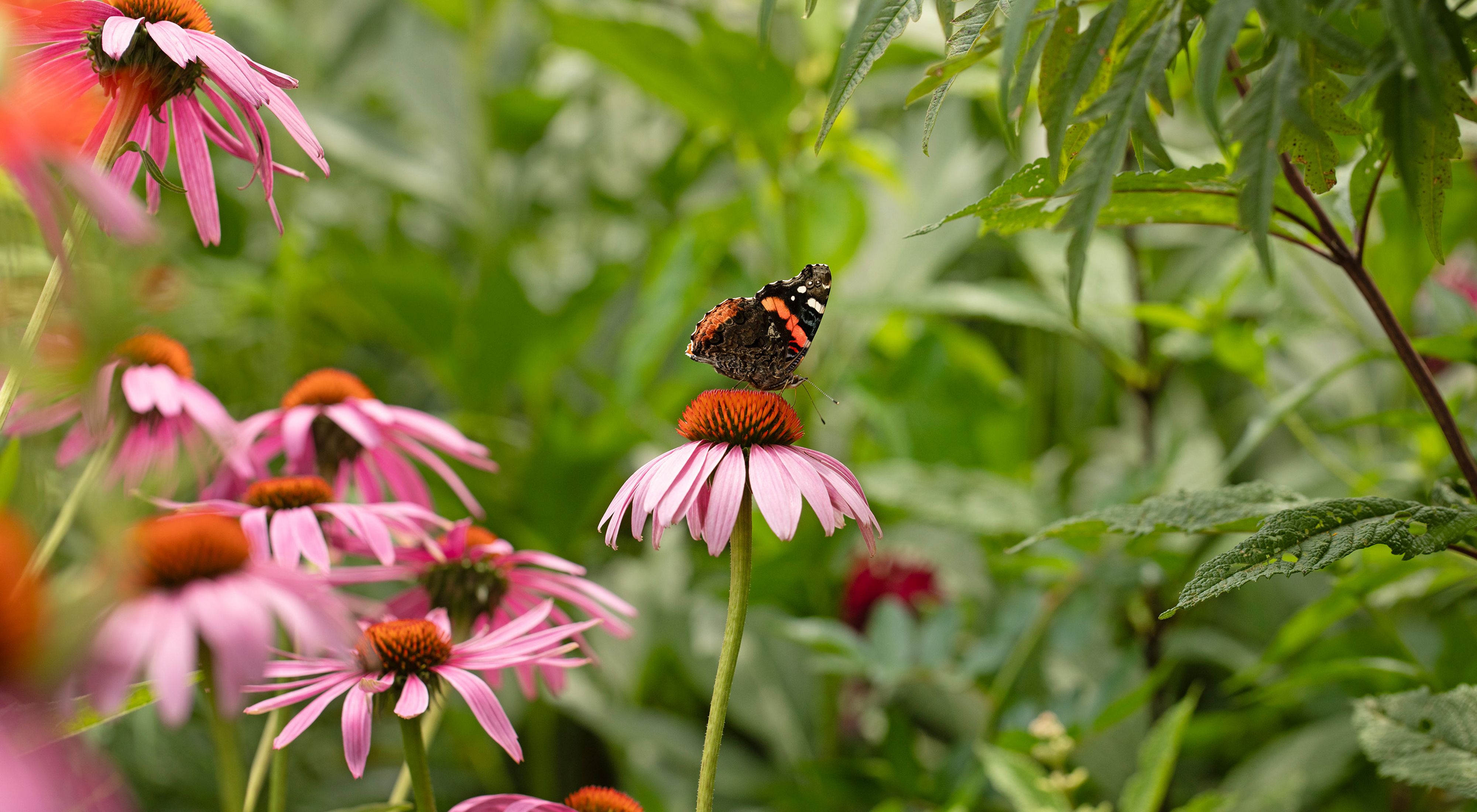 Painted lady butterfly on purple coneflower.