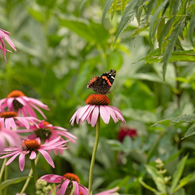 A painted lady butterfly visits a purple coneflower.