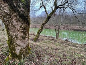 Large tree stands in front of Ohio Brush Creek.