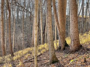 Tulip trees jut out from forest slope.