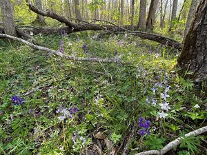 Deep purple dwarf larkspur blooms speckle the forest floor.