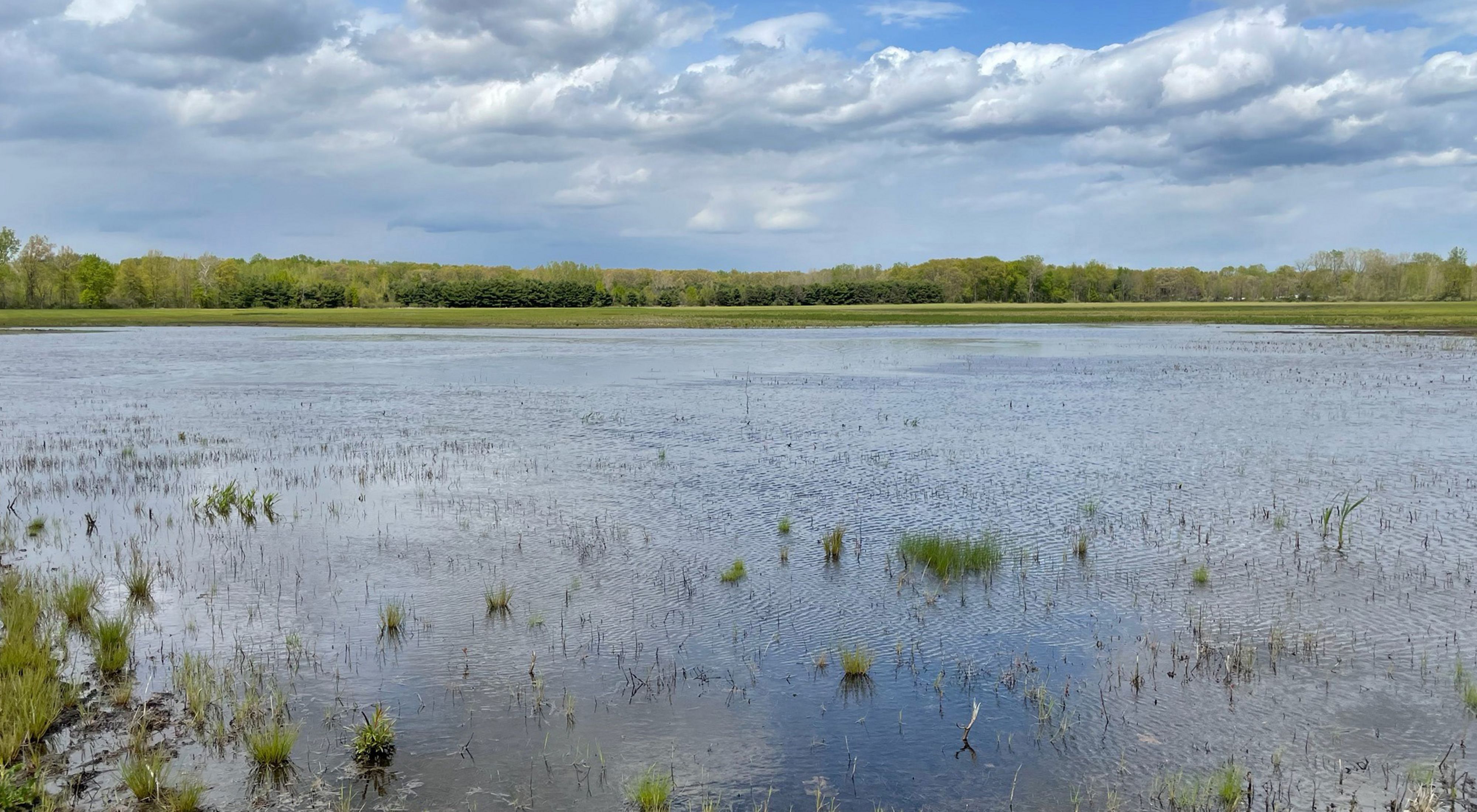 Landscape view of large wetland at Sandhill Crane Wetlands, with a body of water in the foreground and a forest of trees surrounding the wetland in the distance.
