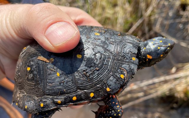 Hand holds a spotted turtle in a wetland.