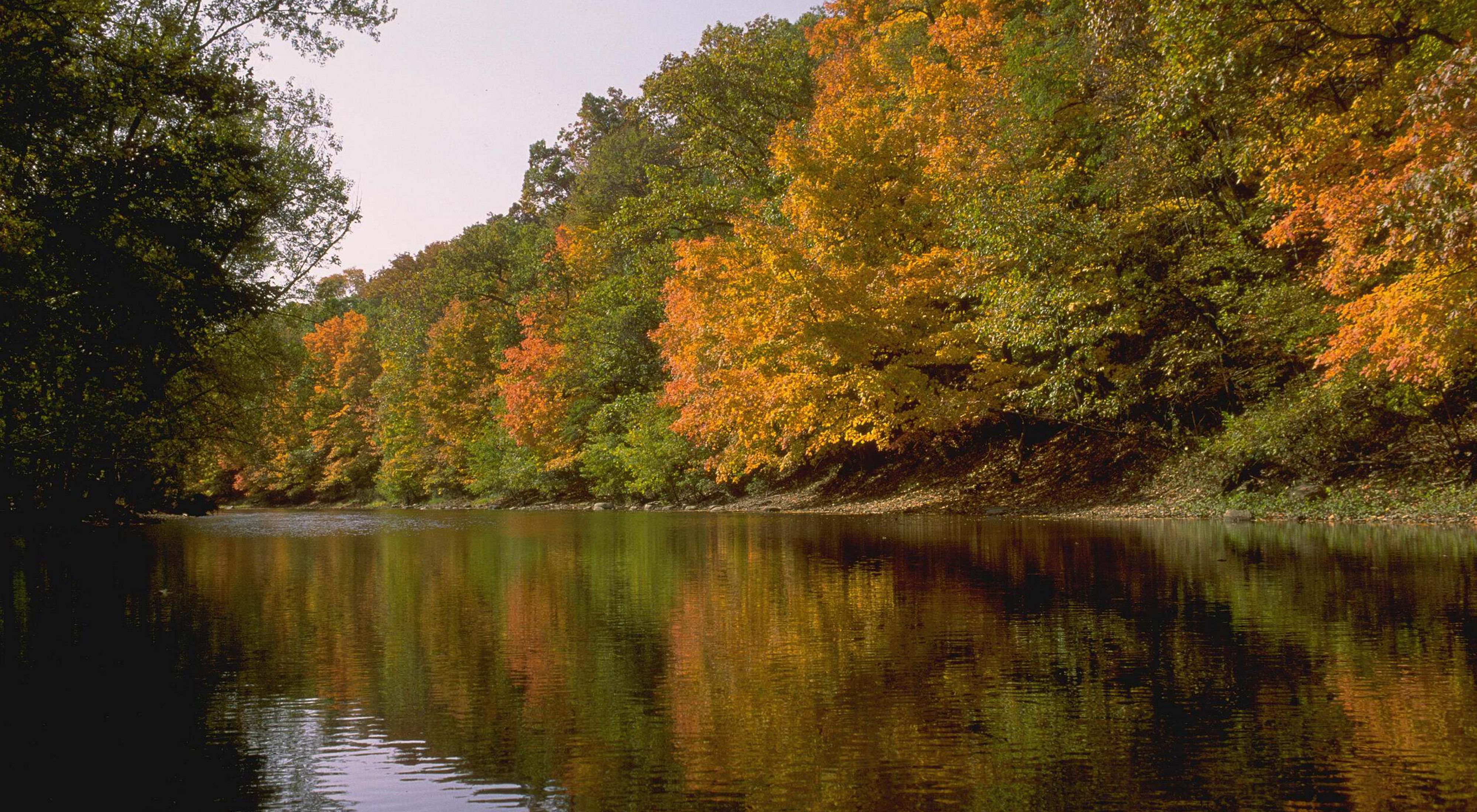 A river winds between forested banks where the trees are beginning to turn into their fall colors. 