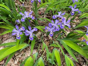 Purple flowers bloom amidst long green leaves extending out of forest floor.
