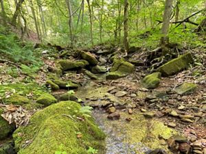 Rocky stream flows through lush green forest.
