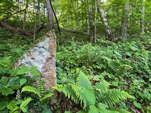 A large rock juts out of the forest floors.