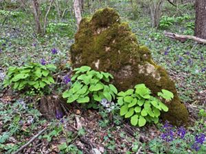 Twin leaf plant and delphinium surround large mossy rock in forest.