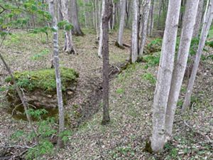 A stand of yellow buckeye trees in southern Ohio forest.