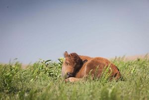 A baby bison sleeping on green grass.