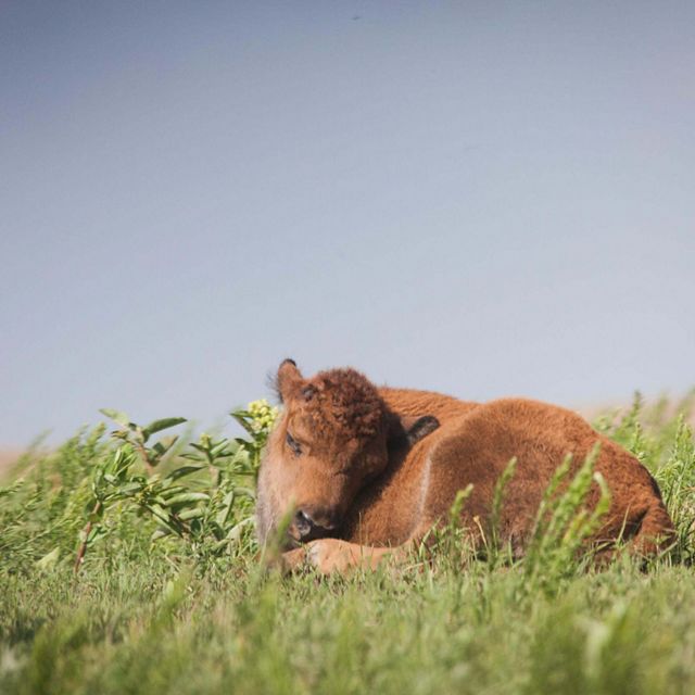 A baby bison calf in a grassy field on a clear day.