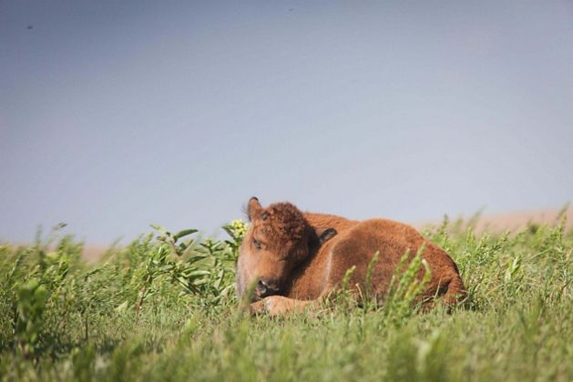 Bison calf lying curled up in grasslands.