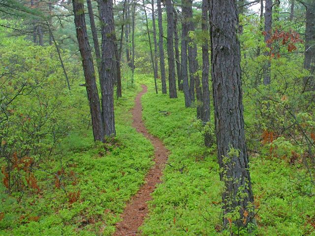A narrow path winds through lush green woods.