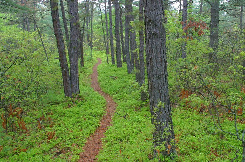 A narrow path winds through lush green woods.