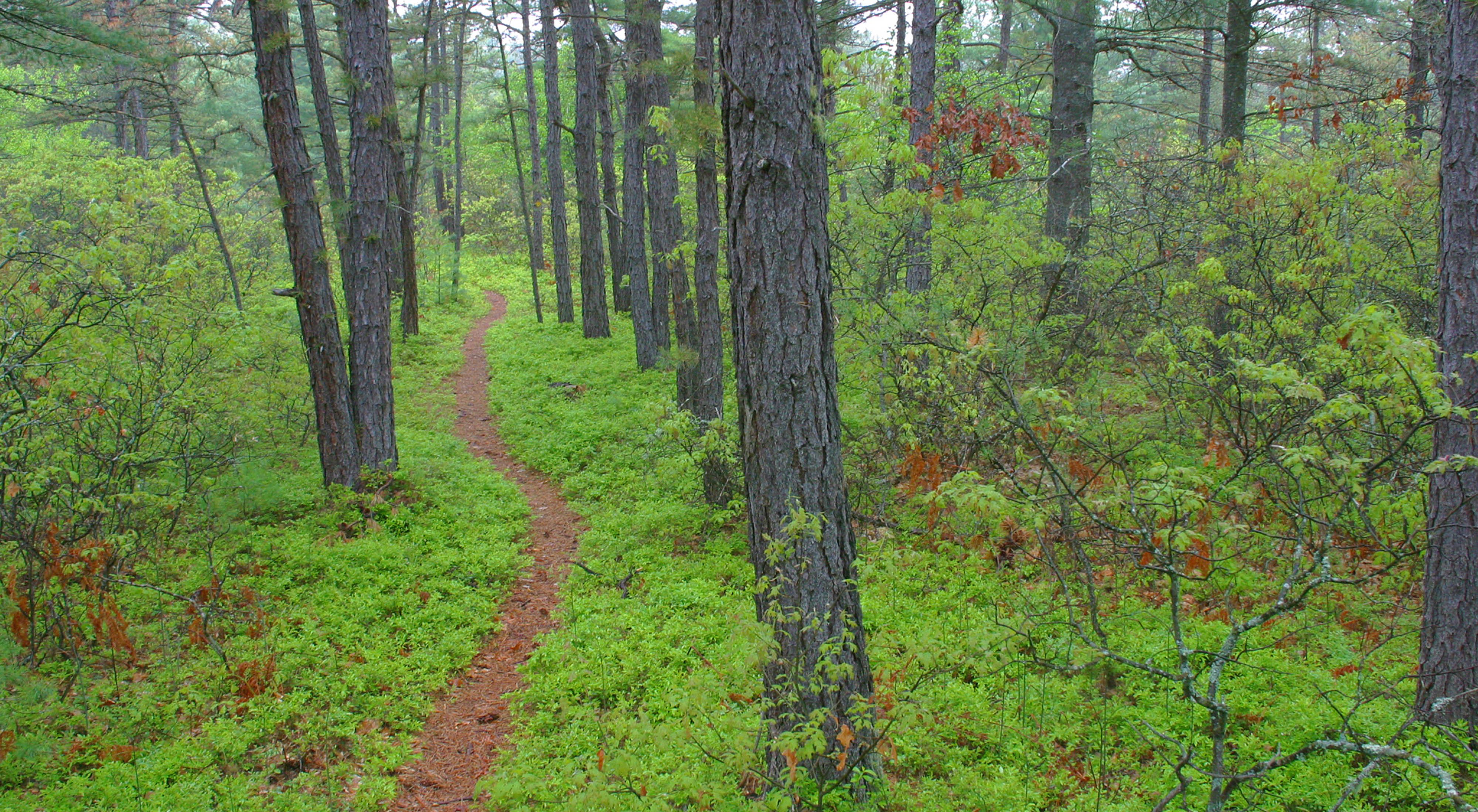 A trail winds between pine trees and through bright green undergrowth.