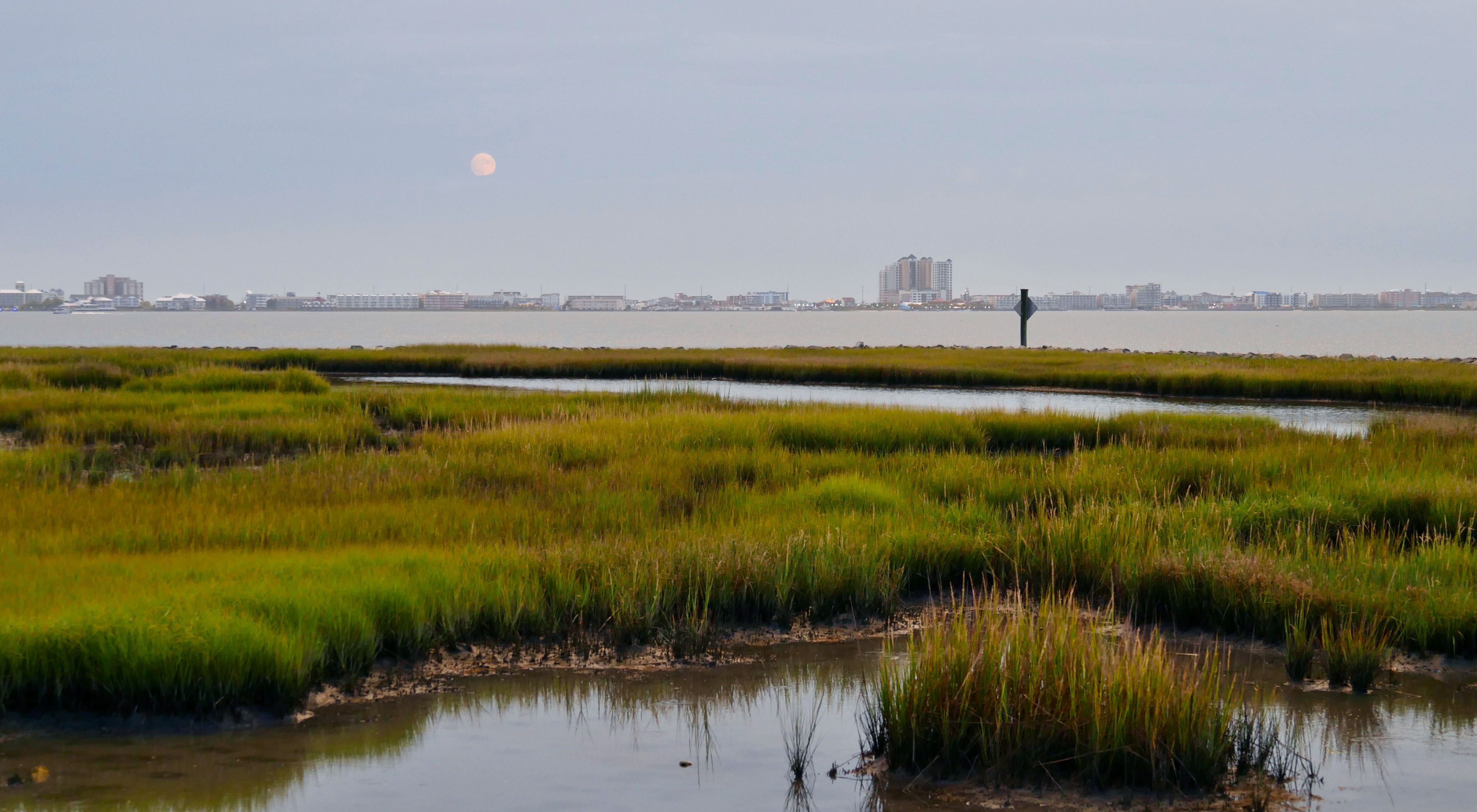 View of the Ocean City Maryland skyline. The buildings line the skyline in the distance across an open body of water. Green marshes cut by meandering channels of water are in the foreground.