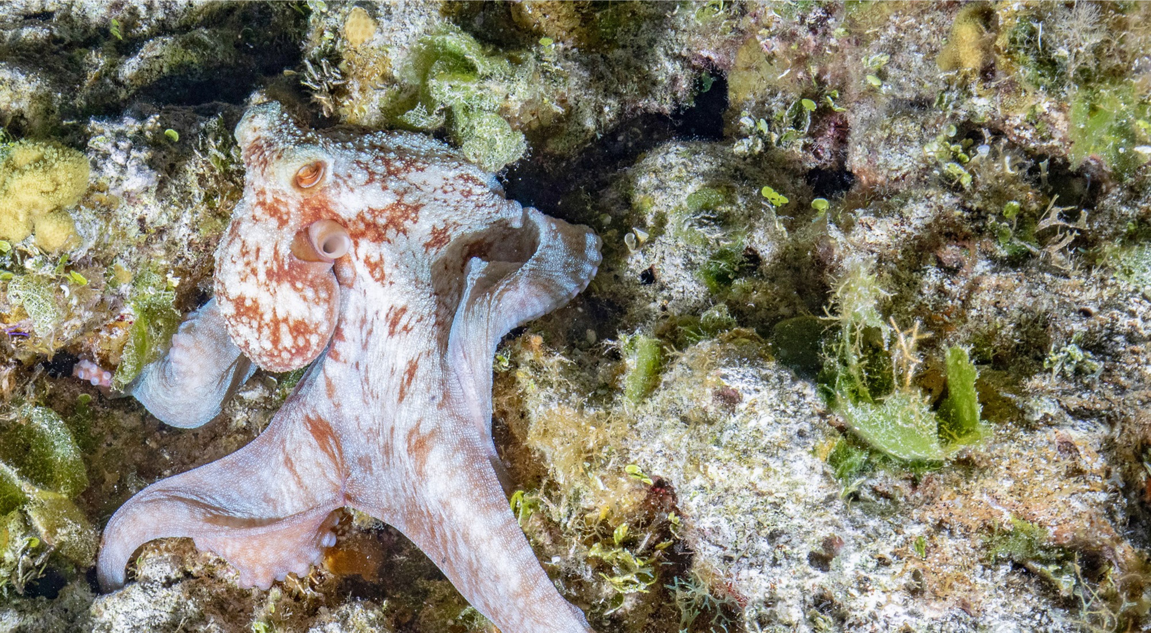 an octopus among rocks and coral in a reef