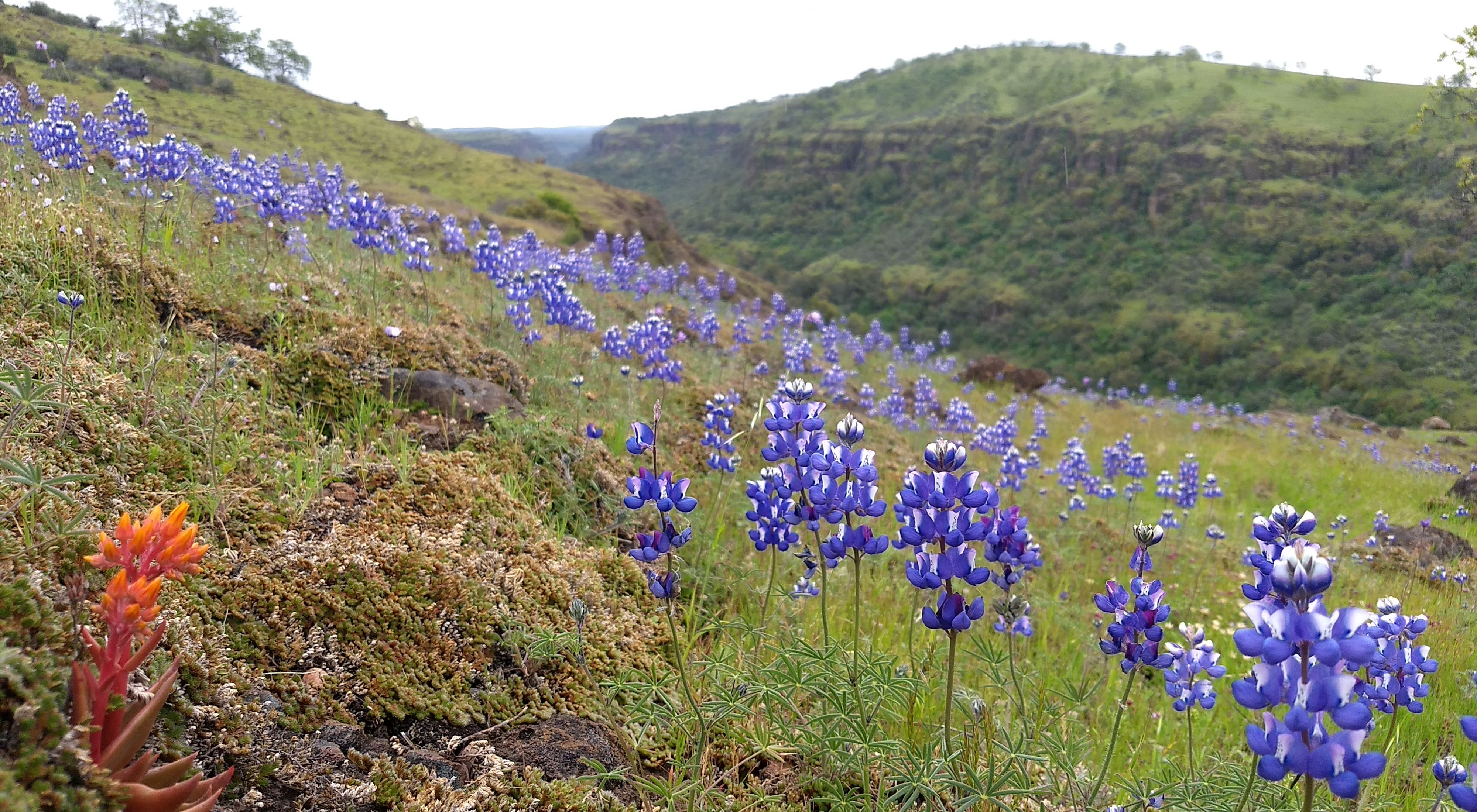 Purple wildflowers on a hillside.