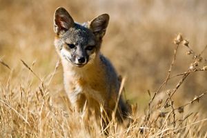 A Santa Cruz Island fox in tall grass. 