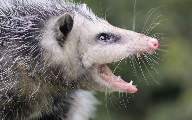 An opossum shown in profile with its mouth open hissing to warn predators. 