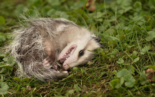 An opossum lying on its side playing dead in a grassy field. 