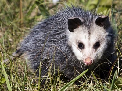 An adult opossum sitting in the grass, looking at the camera.