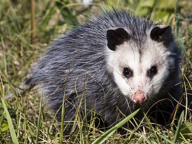 An adult opossum sitting in the grass, looking at the camera. 