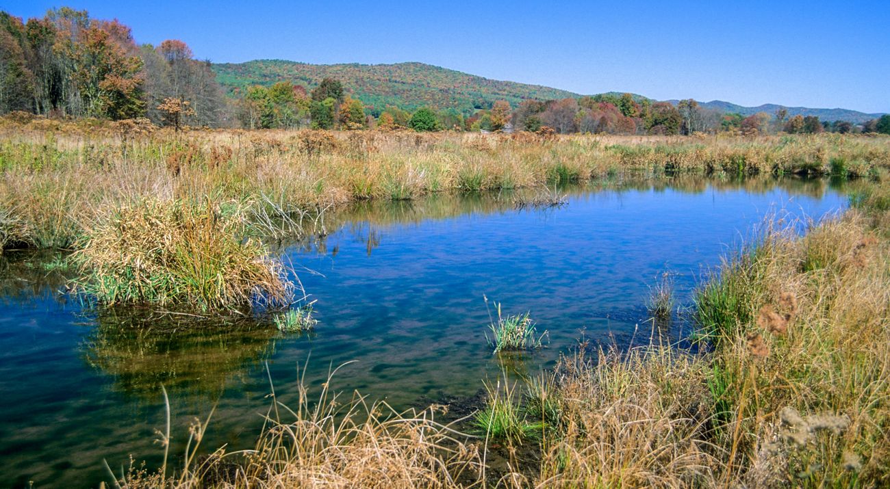 Golden grasses surround a still pond under a blue sky.