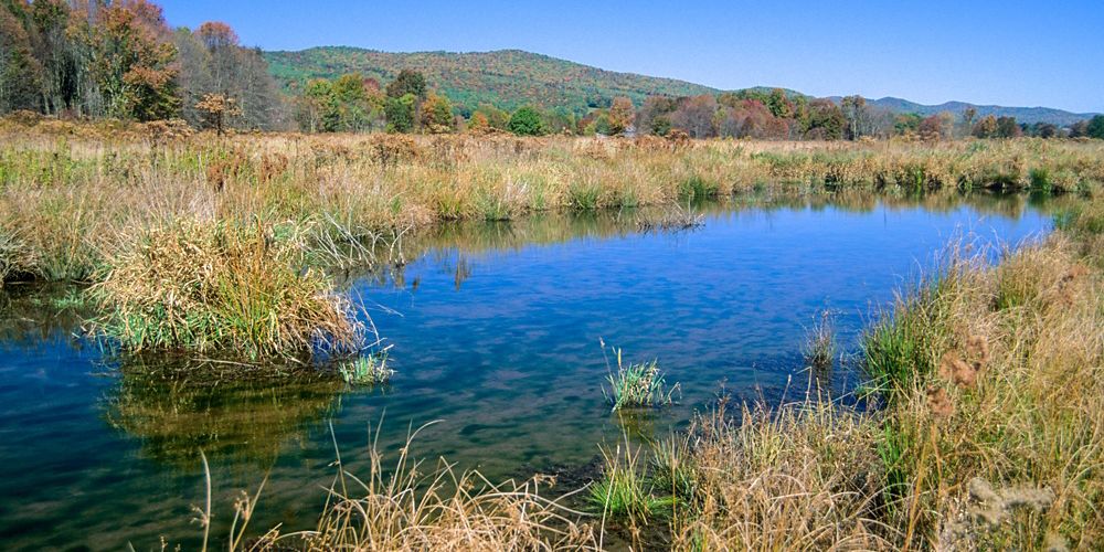 Orchard bog of water surrounded by grass.