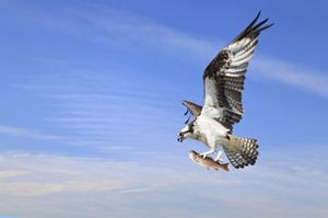 Osprey flies with a fish in its talons. 
