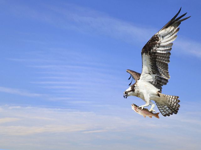 An osprey is flying with a fish in its talons. 