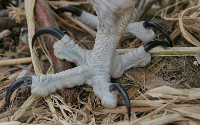 Closeup of osprey talons, showing the unique structure of its four toes.