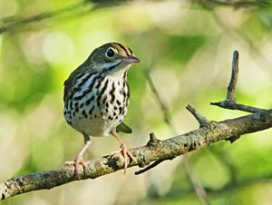 An ovenbird perched on a branch.