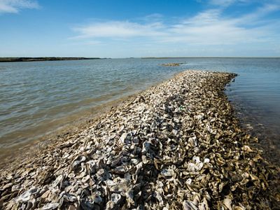 Oyster shells piled into an elongated spit reaching into the water.