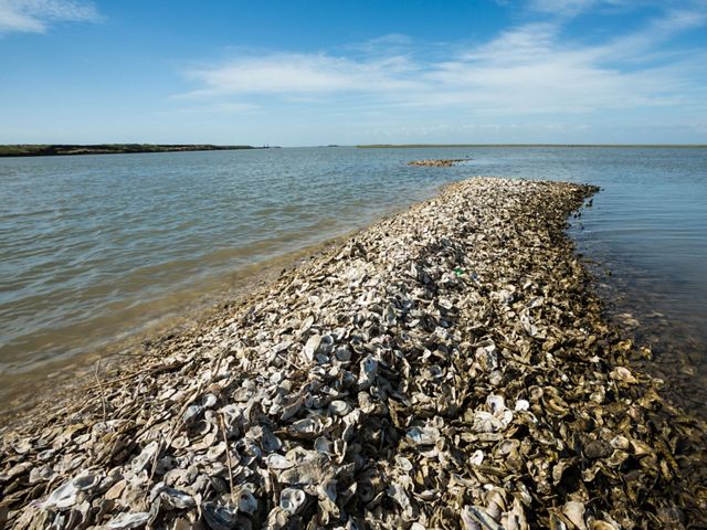 Oyster shells piled into an elongated spit reaching into the water.